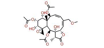 Juncin V